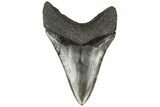 Fossil Megalodon Tooth - South Carolina #204594-2